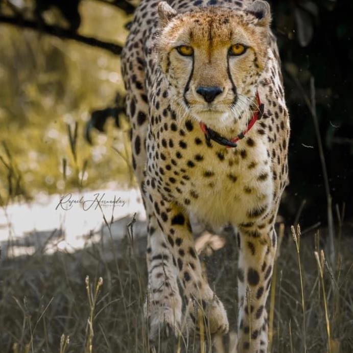 A cheetah with black spots and yellow fur