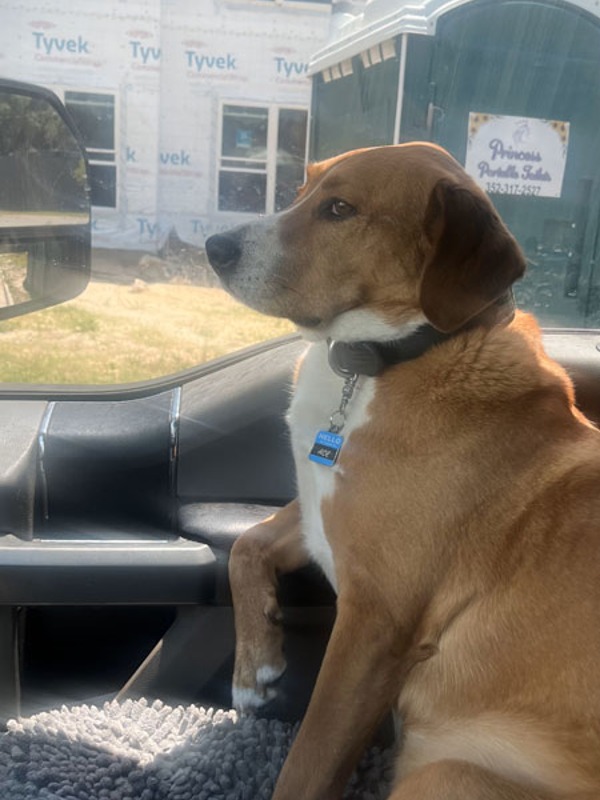 Dog sitting in a car, looking out the window