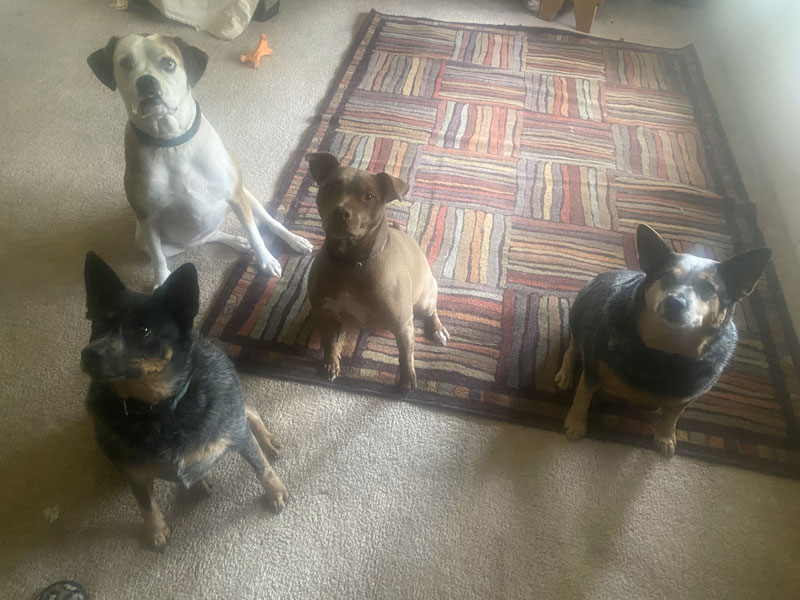 Four dogs of different breeds are sitting on a rug in a living room