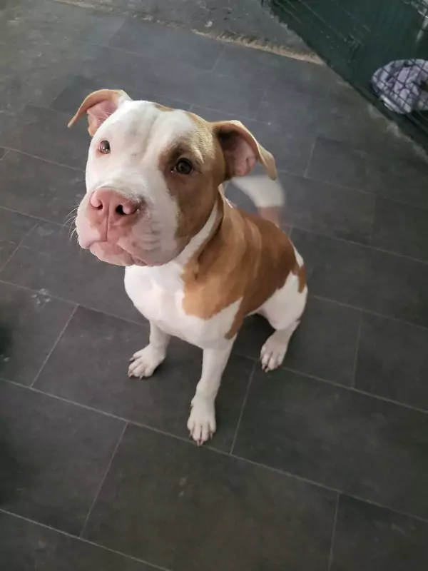 Dog sitting on a tiled floor looking up the camera