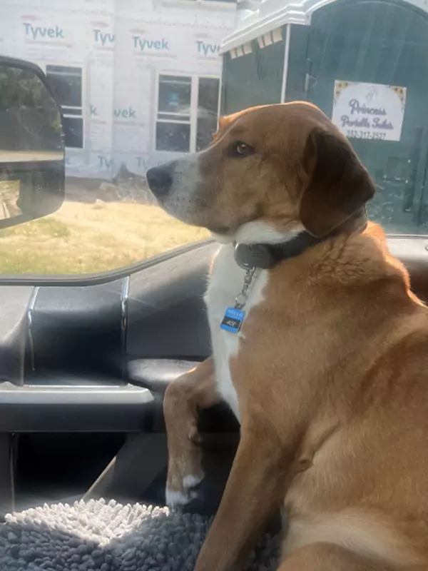 Dog sitting in a car, looking out the window