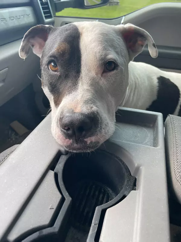 A black and white Pitbull inside the car