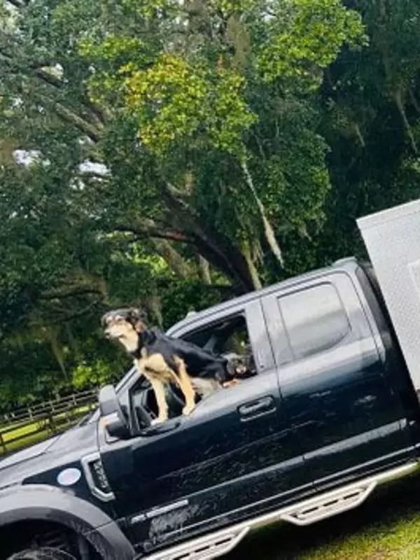 Dogs on a truck